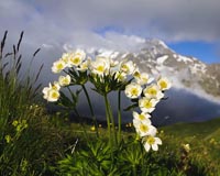 Narzissenbltiges Windrschen  - Zum Vergroessern klicken!
